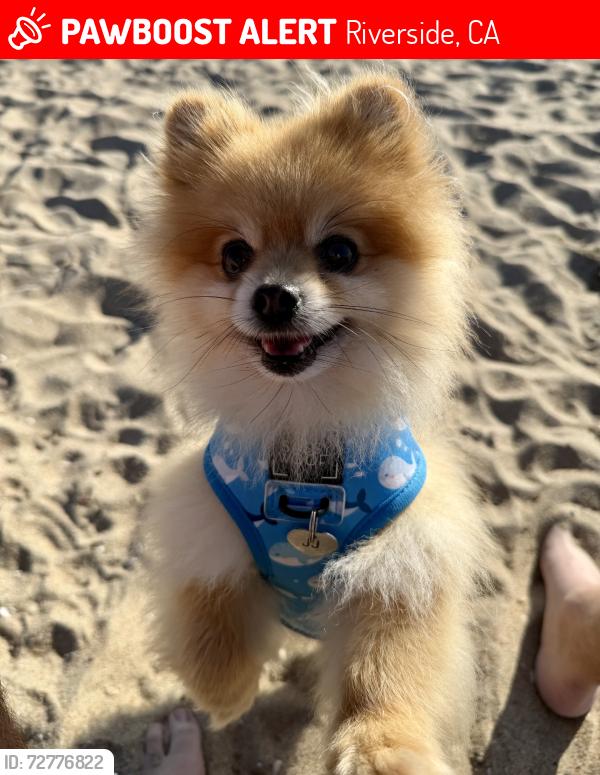 Lost Male Dog last seen McAllister Pkwy and Hillsmont Ln, Riverside, CA 92503