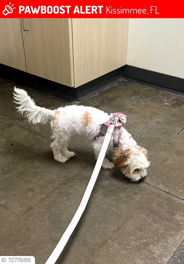 Lost Female Dog last seen Vine street twistee treat, Kissimmee, FL 34741