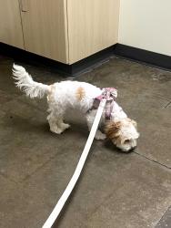 Lost Female Dog last seen Vine street twistee treat, Kissimmee, FL 34741