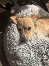 Found/Stray Female Dog last seen Walgreens Sahara ave and Nellis blvd , Las Vegas, NV 89142