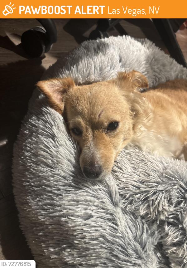 Found/Stray Female Dog last seen Walgreens Sahara ave and Nellis blvd , Las Vegas, NV 89142