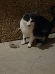 Found/Stray Unknown Cat last seen Las Vegas Blvd and Serene , Las Vegas, NV 89123