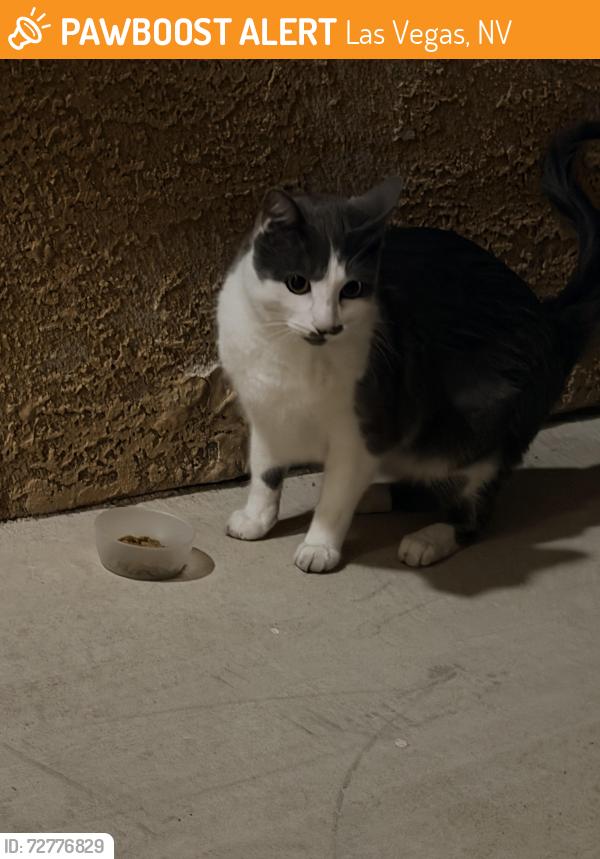 Found/Stray Unknown Cat last seen Las Vegas Blvd and Serene , Las Vegas, NV 89123