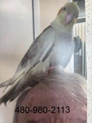 Lost Female Bird last seen Longmore and javelina, Mesa, AZ 85202