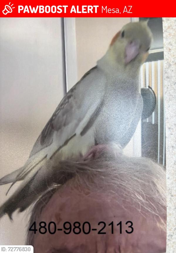 Lost Female Bird last seen Longmore and javelina, Mesa, AZ 85202