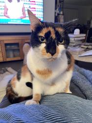 Lost Female Cat last seen Elizabeth St and Roslyn Rd, Belmont, Belmont, VIC 3216