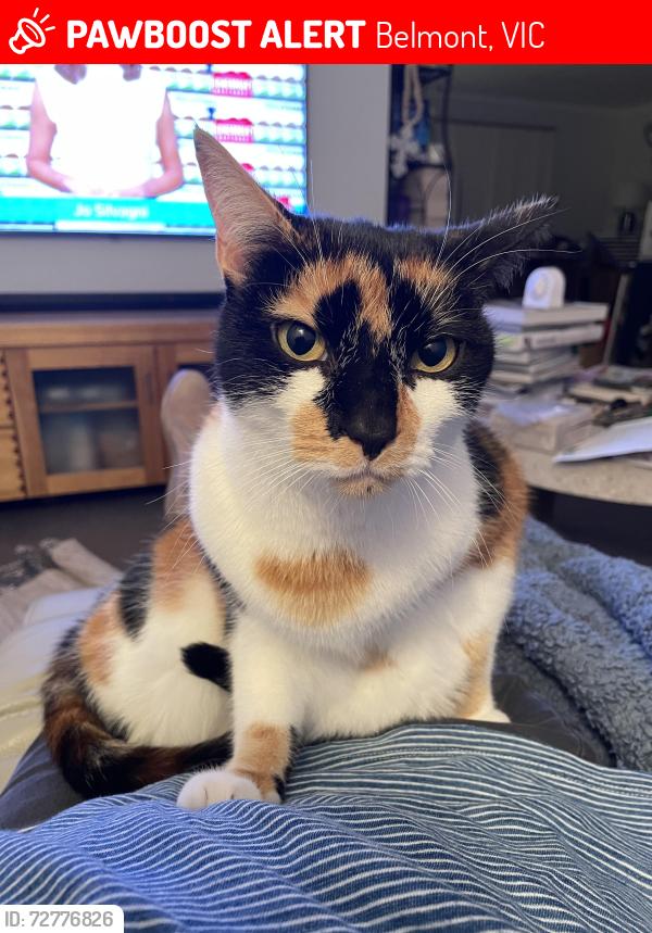 Lost Female Cat last seen Elizabeth St and Roslyn Rd, Belmont, Belmont, VIC 3216