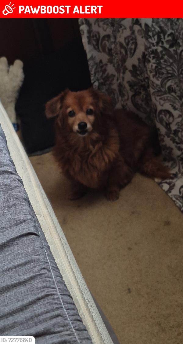 Lost Female Dog last seen West Olive St , West Terre Haute, IN 47885