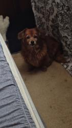 Lost Female Dog last seen West Olive St , West Terre Haute, IN 47885