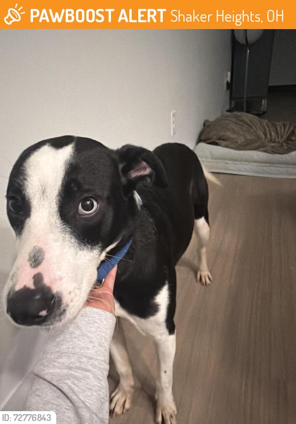 Found/Stray Male Dog last seen Van aken , Shaker Heights, OH 44122