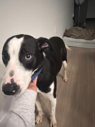 Found/Stray Male Dog last seen Van aken , Shaker Heights, OH 44122