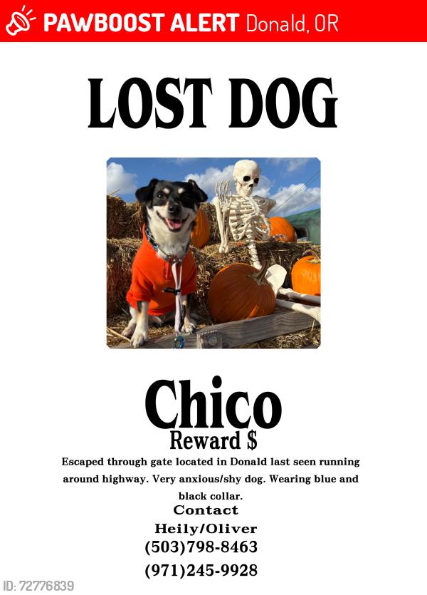 Lost Male Dog last seen Emwon skatepark, Donald, OR 97020
