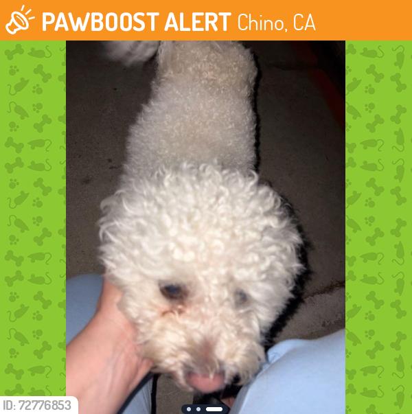 Found/Stray Male Dog last seen Riverside & Ramona CHINO CA , Chino, CA 91710