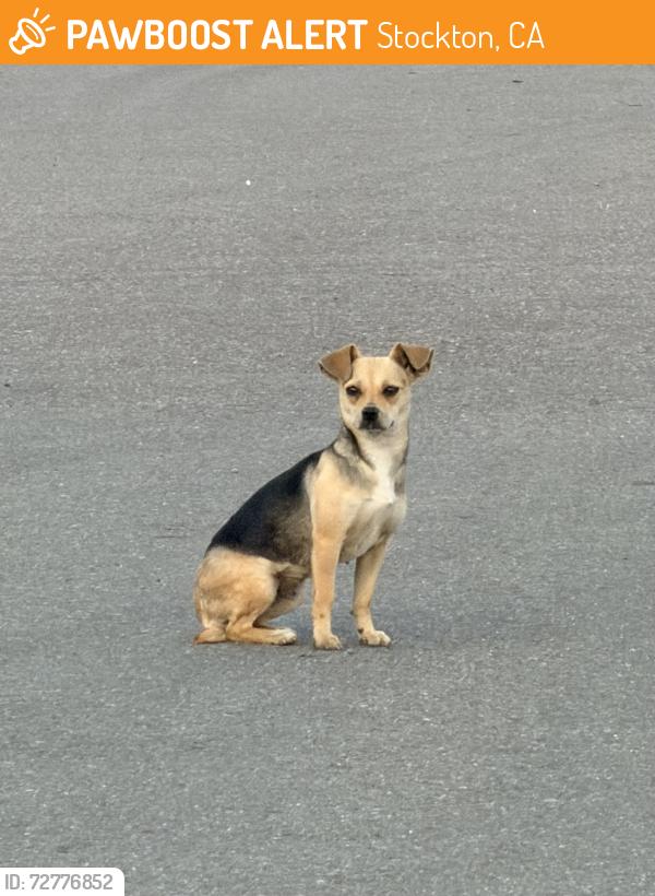 Found/Stray Unknown Dog last seen Downing ave exit, Stockton, CA 95206