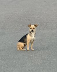 Found/Stray Unknown Dog last seen Downing ave exit, Stockton, CA 95206
