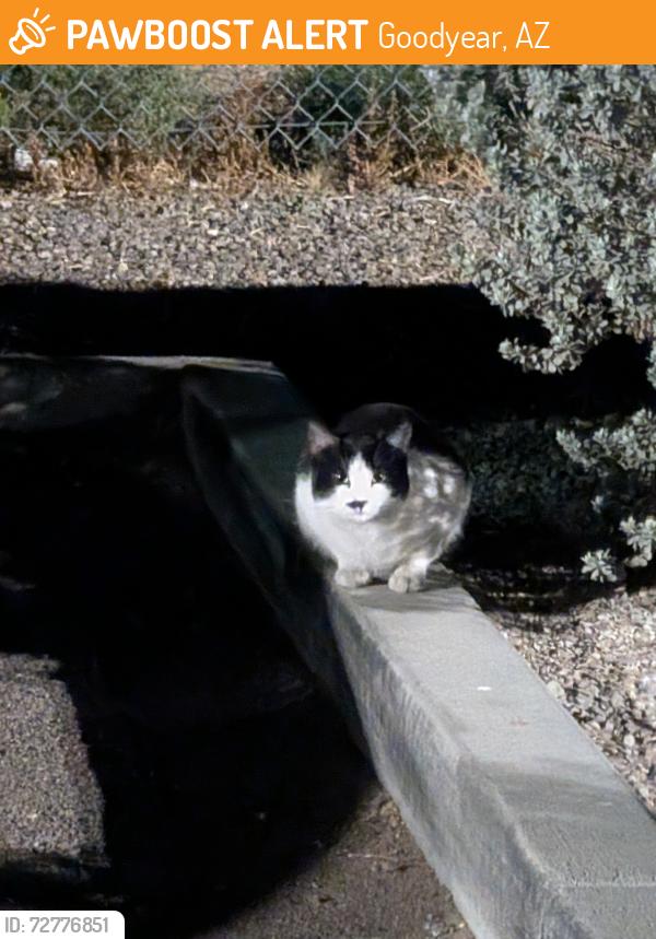 Found/Stray Unknown Cat last seen W Indian School Rd and Sarival ave, Goodyear, AZ 85395
