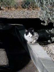 Found/Stray Unknown Cat last seen W Indian School Rd and Sarival ave, Goodyear, AZ 85395