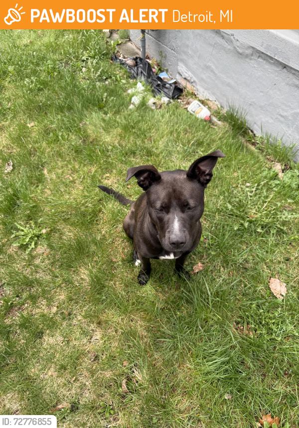Found/Stray Unknown Dog last seen Marx St and 7 Mile, Detroit, MI 48203