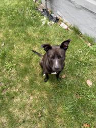 Found/Stray Unknown Dog last seen Marx St and 7 Mile, Detroit, MI 48203