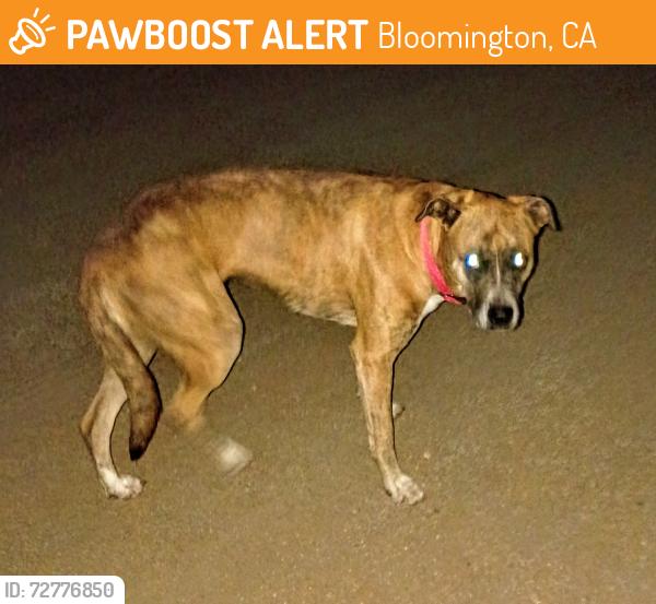 Found/Stray Female Dog last seen 7th & locust.  Construction site, Bloomington, CA 92316