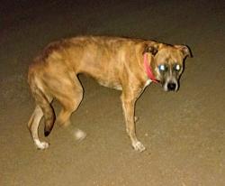Found/Stray Female Dog last seen 7th & locust.  Construction site, Bloomington, CA 92316