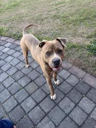 Found/Stray Male Dog last seen Lake Cunningham on River Road , Greer, SC 29651