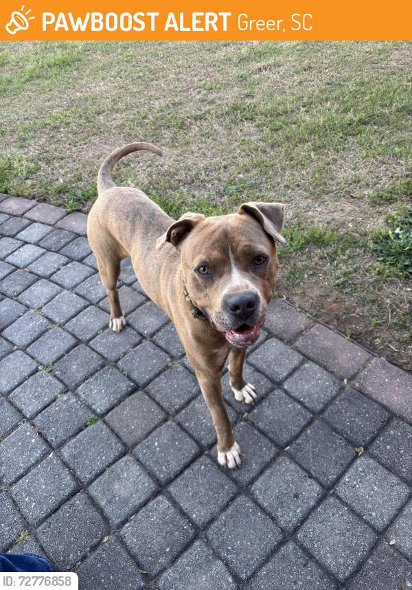 Found/Stray Male Dog last seen Lake Cunningham on River Road , Greer, SC 29651