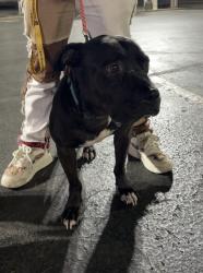 Found/Stray Male Dog last seen Found on Marshall’s campua, Huntington, WV 25703