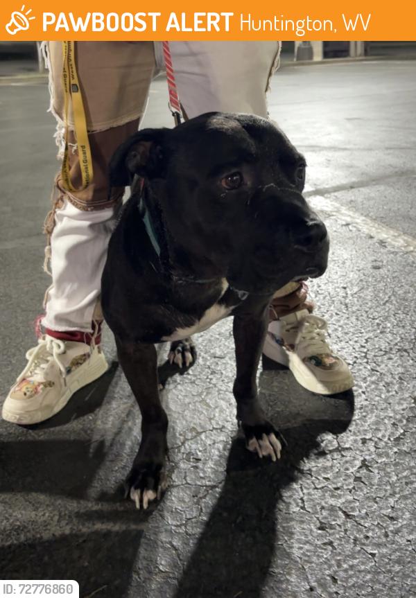 Found/Stray Male Dog last seen Found on Marshall’s campua, Huntington, WV 25703