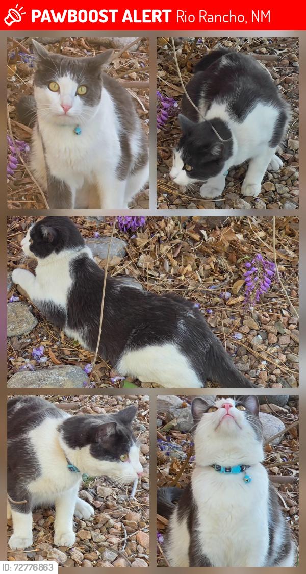 Lost Male Cat last seen Lincoln , Rio Rancho, NM 87144