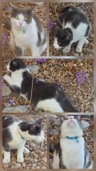 Lost Male Cat last seen Lincoln , Rio Rancho, NM 87144