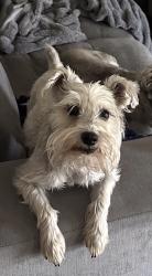Lost Female Dog last seen Ashlan/Fowler, Clovis, CA 93611