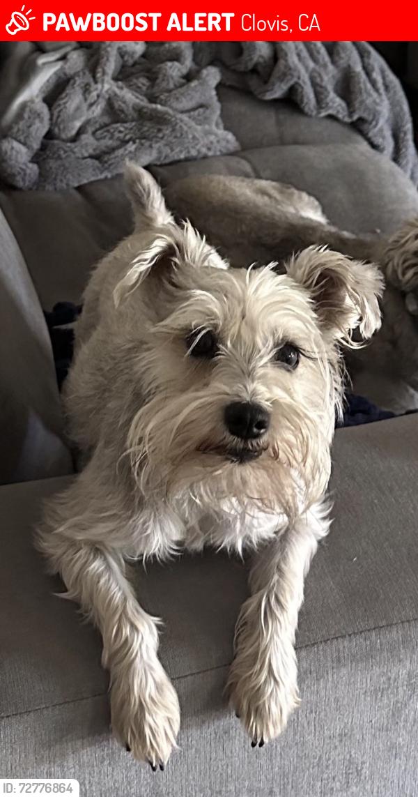 Lost Female Dog last seen Ashlan/Fowler, Clovis, CA 93611