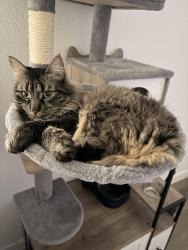 Lost Female Cat last seen Robinson / Saliman, Carson City, NV 89701