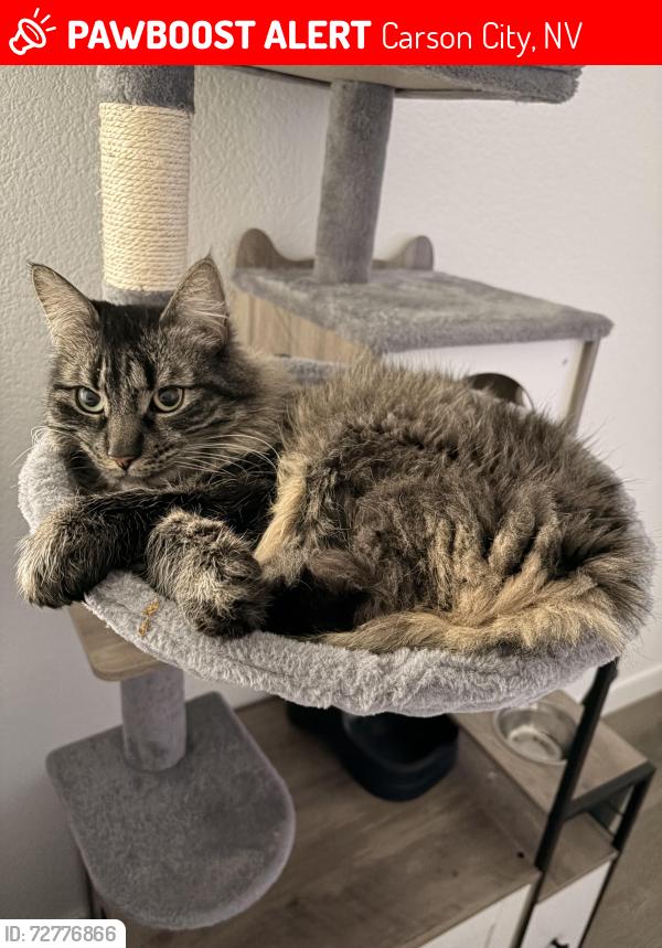 Lost Female Cat last seen Robinson / Saliman, Carson City, NV 89701