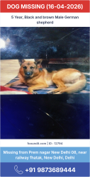 Lost Male Dog last seen Prem nagar new delhi 08 near railway station , New Delhi, DL 110003