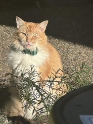Lost Female Cat last seen Emmert Development SE 92nd & Johnson Creek, West Mount Scott, OR 97086