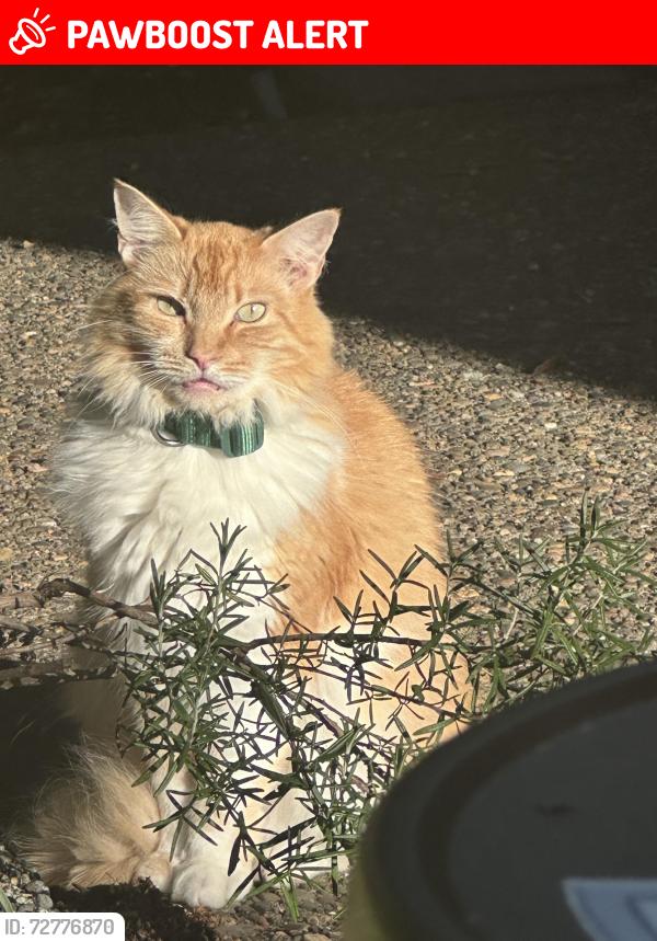 Lost Female Cat last seen Emmert Development SE 92nd & Johnson Creek, West Mount Scott, OR 97086