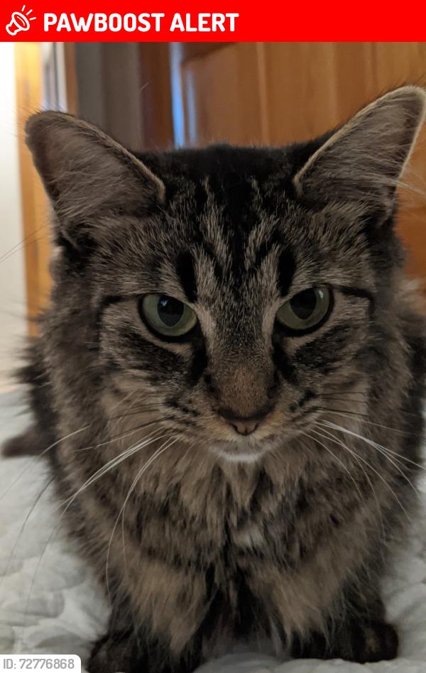 Lost Female Cat last seen Prestwick Neighborhood, Lancaster County, SC 29707