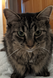 Lost Female Cat last seen Prestwick Neighborhood, Lancaster County, SC 29707