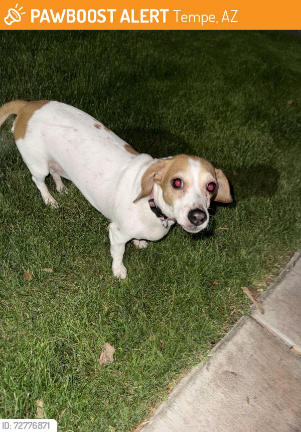 Found/Stray Female Dog last seen Elliot road, Tempe, AZ 85283