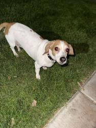 Found/Stray Female Dog last seen Elliot road, Tempe, AZ 85283