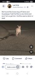 Found/Stray Unknown Dog last seen Gene and Goliad NW, Albuquerque, NM 87107