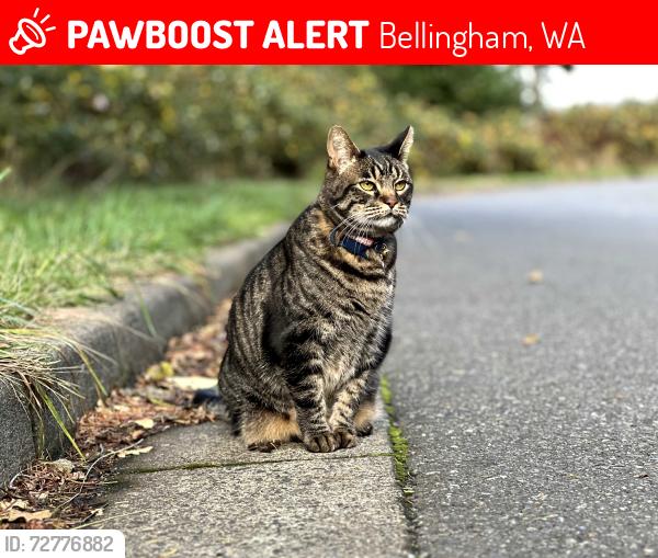 Lost Male Cat last seen Bayside and Linden, Bellingham, WA 98225