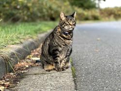 Lost Male Cat last seen Bayside and Linden, Bellingham, WA 98225