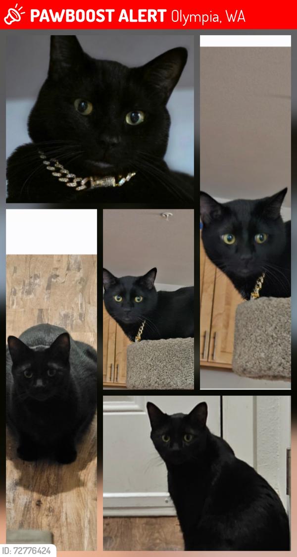 Lost Male Cat last seen 9th & Black Lake Blvd SW, Olympia, WA 98502