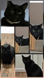 Lost Male Cat last seen 9th & Black Lake Blvd SW, Olympia, WA 98502