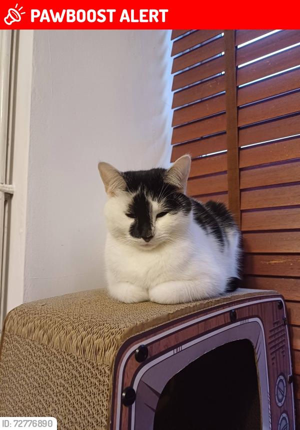 Lost Female Cat last seen St Mary's & St Patrick's Primary School, Bridgend County Borough, Wales CF34