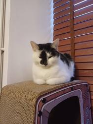 Lost Female Cat last seen St Mary's & St Patrick's Primary School, Bridgend County Borough, Wales CF34