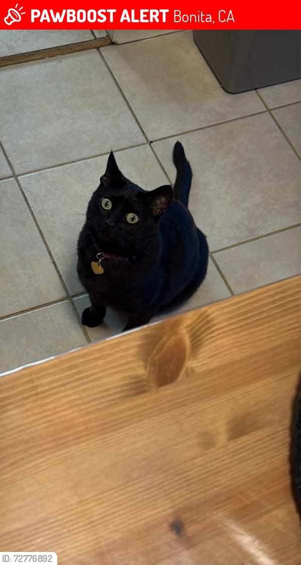 Lost Female Cat last seen Alta Loma Dr and Bonita mesa , Bonita, CA 91902